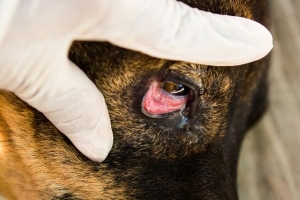 Är cherry eye smittsamt?