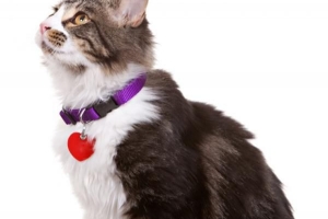 Är det säkert att sätta ett halsband på en katt?