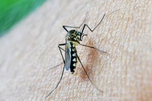 Att göra en hemgjord insekticid för myggor