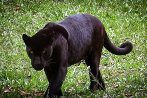 Betydelsen av black panther spirit animal