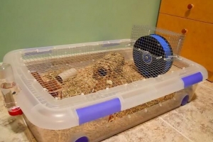 Mouse cage idéer: hur man ställer in en musbur