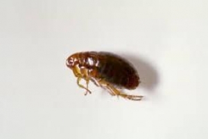 Naturliga huskurer och knep för att bli av med loppor