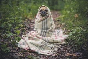 Ska jag täcka min hund med ett täcke?