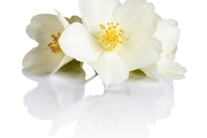 Symbolisk och andlig betydelse av jasminblommor