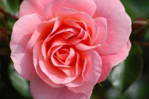 De bästa blommorna för vår och sommar