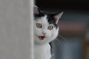 De roligaste namnen för katter