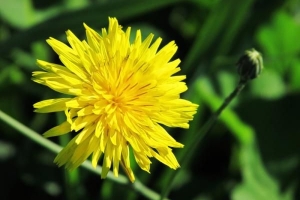 Den symboliska innebörden av gula blommor