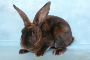 Vad är rex rabbits