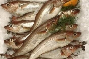 Vilka är några exempel på vit fisk