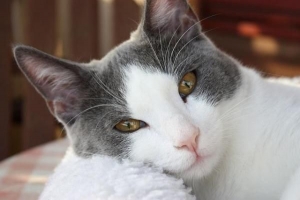 Vilka är fördelarna med att kastrera min katt?