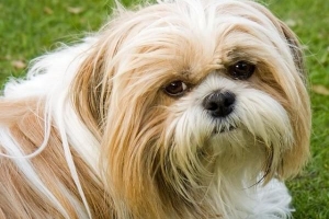 Vad är egenskaperna hos en shih tzu-hund