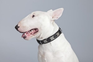 Vilka är de olika raserna av terrier