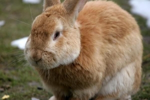 Vilka är de vanligaste sjukdomarna hos husdjurskaniner