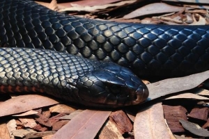 Vilka är de farligaste djuren i indien