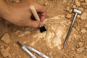 Vilka är de praktiska användningarna av paleontologi