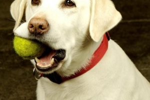 Vilka är symptomen på en honhund i värme