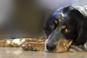 Vad kan en hund med gastrit äta