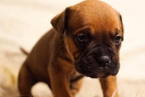 Vad kan en hund med parvovirus äta