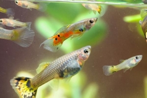 Vad kan du göra med en examen i marinbiologi