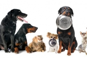 Vad kan du mata en hund med njursvikt
