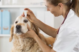 Vad som orsakar en sty på en hunds öga