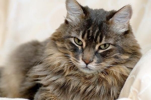 Vilka sjukdomar kan jag få från en katt