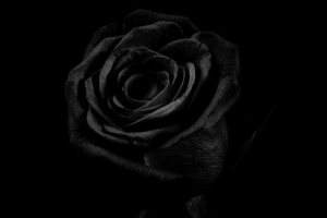 Vad betyder en svart ros - symbolisk betydelse av blommor