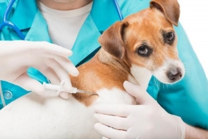 Vad gör ett mikrochip i en hund