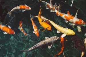 Vad betyder drömma om fisk?