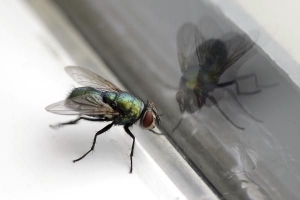 Vad betyder drömma om flugor?