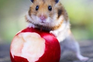 Vilka frukter kan en hamster äta