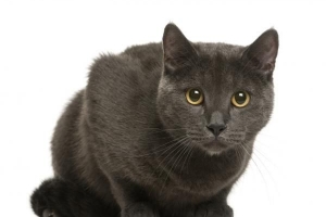 Vad är en chartreux-katt - allt du behöver veta