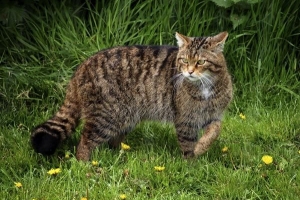 Hur är en vildkatt