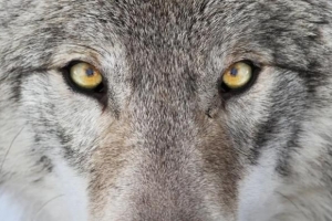Vad är min spirit animal totem? Ta reda på!