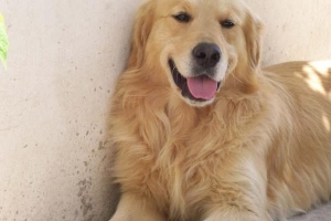 Vilken är den bästa åldern att kastrera eller sterilisera en hund