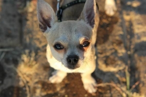 Vad ska en chihuahua-hund äta