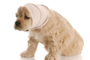 Vad ska jag göra om jag hittar en skadad hund