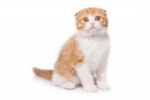 Vad ska jag göra om min katt går vilse