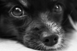 Vad jag ska göra om min hund drack blekmedel