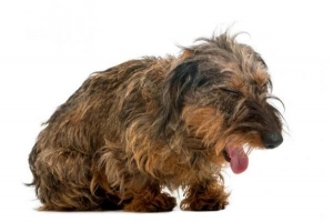 Vad ska jag göra om min hund kvävs