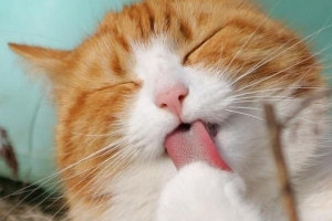 Vad du ska göra om din katt har maskar