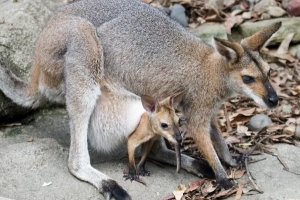 Vad man ska mata en baby-wallaby