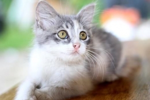 Vad man ska mata en katt med diarré