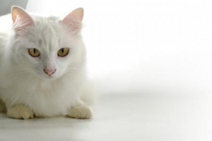 Vad man ska mata en katt med diabetes