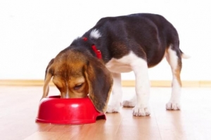 Vad man ska mata en hund efter att ha blivit kastrerad