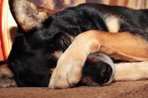 Vad ska man mata en hund med orolig mage