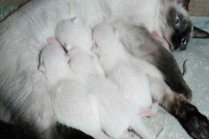 Vad du ska mata din katt efter att ha fött barn