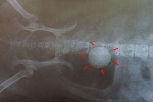Vad du ska mata din hund med blåsstenar