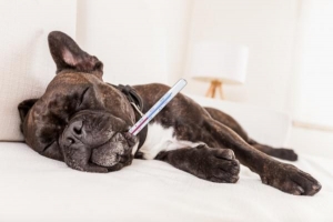 Vad man ska ge en hund med feber: tips för återhämtning