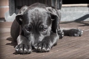 När anses en valp vara en hund